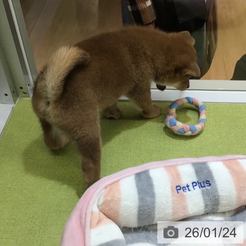 沖縄県の柴犬(標準サイズ) (ペットプラス 沖縄ライカム店/2025年11月15日生まれ/男の子/赤)の子犬の3枚目の画像