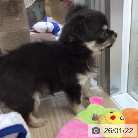 沖縄県のチワワ(ロング) (ペットプラス 南風原店/2025年11月20日生まれ/男の子/ブラックタンホワイト)の子犬の4枚目の画像