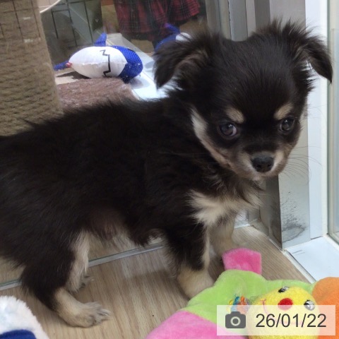 沖縄県のチワワ(ロング) (ペットプラス 南風原店/2025年11月20日生まれ/男の子/ブラックタンホワイト)の子犬の3枚目の画像