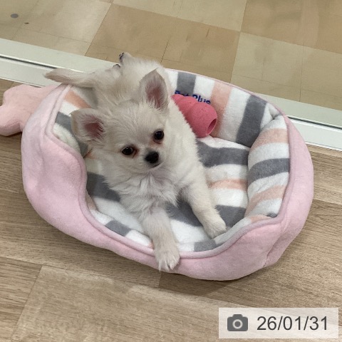 鹿児島県のチワワ(ロング) (ペットプラス 姶良店/2025年11月20日生まれ/男の子/ホワイトクリーム)の子犬の4枚目の画像