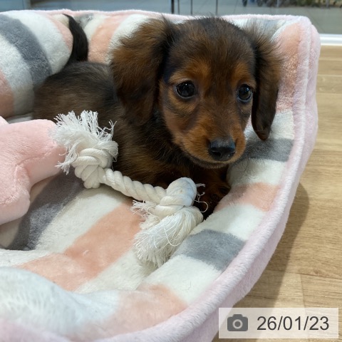 福岡県のカニンヘンダックスフンド(ロング) (ペットプラス 香椎浜店/2025年11月20日生まれ/男の子/レッド)の子犬の3枚目の画像