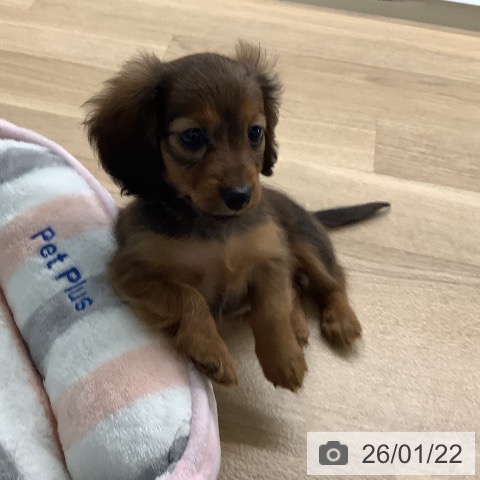 カニーンヘン・ダックスフンドの写真