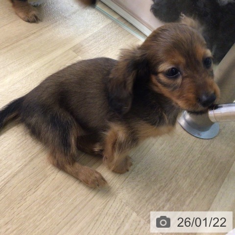 カニーンヘン・ダックスフンドの写真