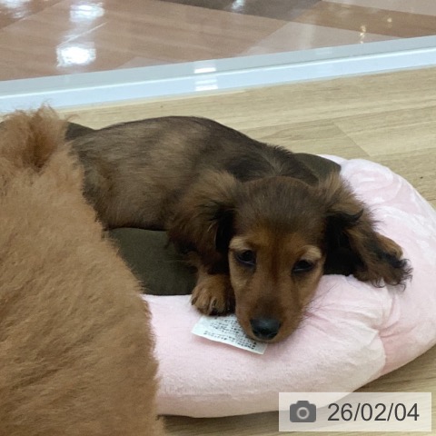 カニーンヘン・ダックスフンドの写真