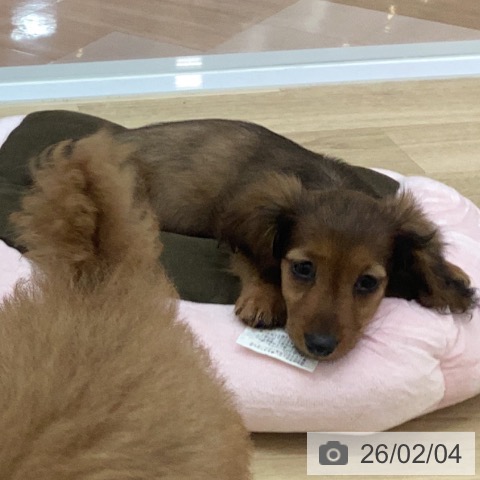 カニーンヘン・ダックスフンドの写真