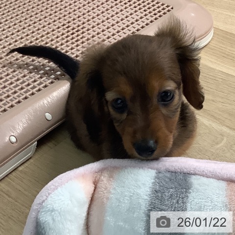 宮崎県のカニンヘンダックスフンド(ロング) (ペットプラス 宮崎店/2025年11月20日生まれ/女の子/レッド)の子犬の4枚目の画像