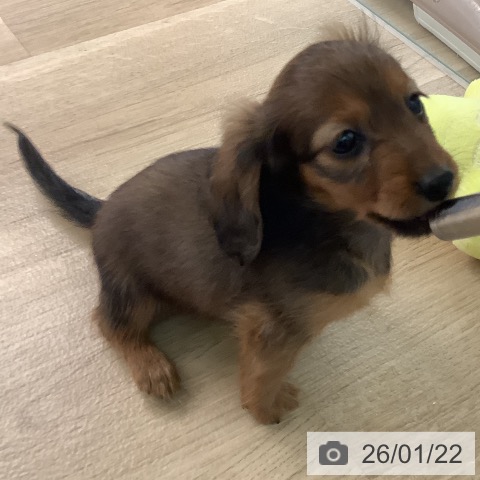 宮崎県のカニンヘンダックスフンド(ロング) (ペットプラス 宮崎店/2025年11月20日生まれ/女の子/レッド)の子犬の3枚目の画像