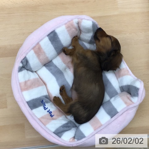 福岡県のカニンヘンダックスフンド(ロング) (ペットプラス 福岡店/2025年11月20日生まれ/女の子/レッド)の子犬の4枚目の画像