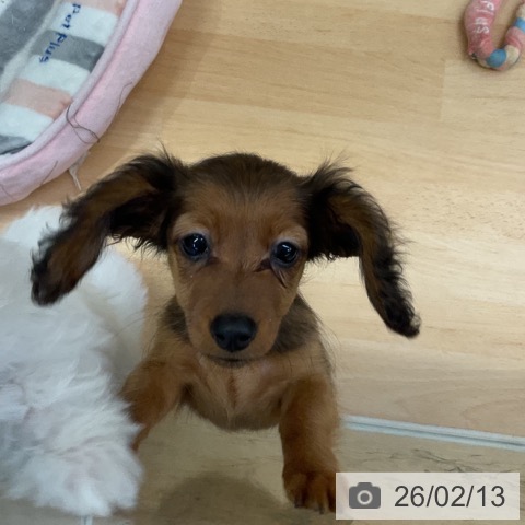 福岡県のカニンヘンダックスフンド(ロング) (ペットプラス 福岡店/2025年11月20日生まれ/女の子/レッド)の子犬の3枚目の画像