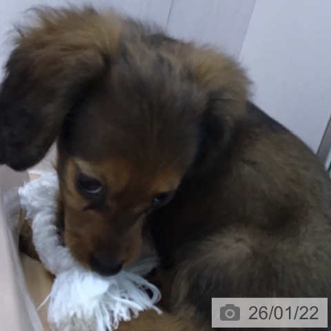 福岡県のカニンヘンダックスフンド(ロング) (ペットプラス 福岡店/2025年11月20日生まれ/女の子/レッド)の子犬の4枚目の画像