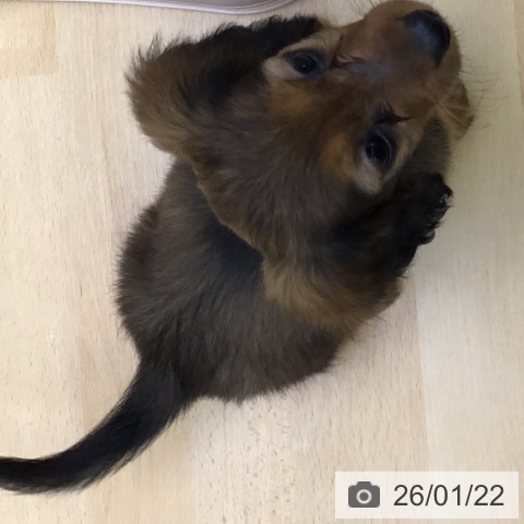 福岡県のカニンヘンダックスフンド(ロング) (ペットプラス 福岡店/2025年11月20日生まれ/女の子/レッド)の子犬の3枚目の画像