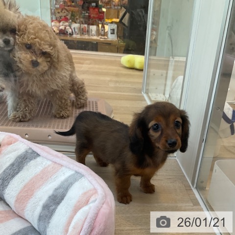 福岡県のカニンヘンダックスフンド(ロング) (ペットプラス ららぽーと福岡店/2025年11月20日生まれ/女の子/レッド)の子犬の4枚目の画像