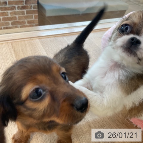 福岡県のカニンヘンダックスフンド(ロング) (ペットプラス ららぽーと福岡店/2025年11月20日生まれ/女の子/レッド)の子犬の3枚目の画像