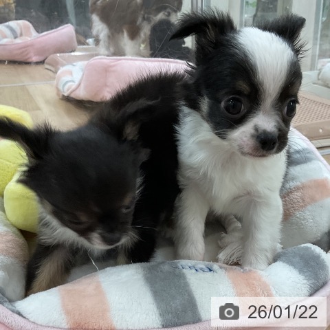 福岡県のチワワ(ロング) (ペットプラス 八幡東店/2025年11月21日生まれ/男の子/ホワイトブラック)の子犬の4枚目の画像