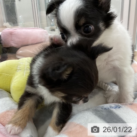 福岡県のチワワ(ロング) (ペットプラス 八幡東店/2025年11月21日生まれ/男の子/ホワイトブラック)の子犬の3枚目の画像