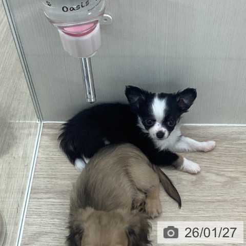 長崎県のチワワ(ロング) (ペットプラス 長崎店/2025年11月21日生まれ/男の子/ブラックタンホワイト)の子犬の4枚目の画像