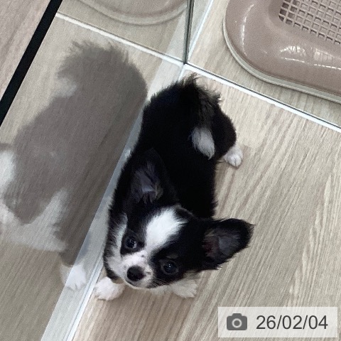 長崎県のチワワ(ロング) (ペットプラス 長崎店/2025年11月21日生まれ/男の子/ブラックタンホワイト)の子犬の4枚目の画像