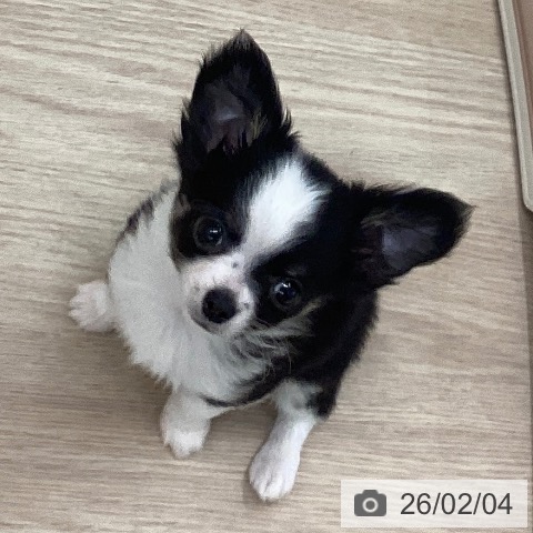 長崎県のチワワ(ロング) (ペットプラス 長崎店/2025年11月21日生まれ/男の子/ブラックタンホワイト)の子犬の3枚目の画像