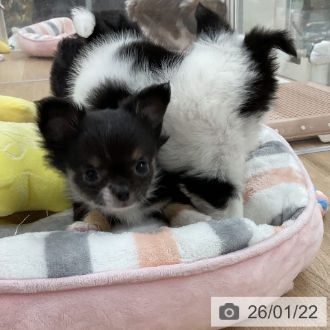 福岡県のチワワ(ロング) (ペットプラス 八幡東店/2025年11月21日生まれ/女の子/ブラックタンホワイト)の子犬の4枚目の画像