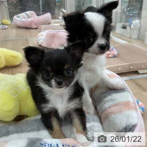 福岡県のチワワ(ロング) (ペットプラス 八幡東店/2025年11月21日生まれ/女の子/ブラックタンホワイト)の子犬の3枚目の画像