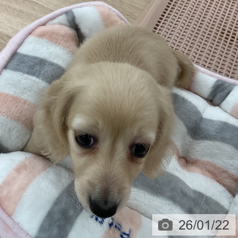 福岡県のミニチュアダックスフンド(ロング) (ペットプラス 八幡東店/2025年11月20日生まれ/女の子/イエロー)の子犬の4枚目の画像