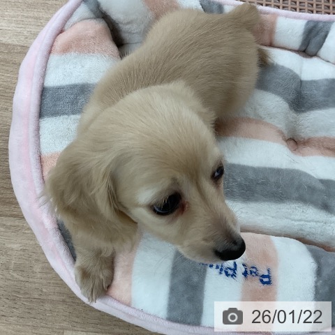 福岡県のミニチュアダックスフンド(ロング) (ペットプラス 八幡東店/2025年11月20日生まれ/女の子/イエロー)の子犬の3枚目の画像