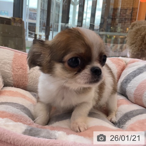 福岡県のチワワ(ロング) (ペットプラス ららぽーと福岡店/2025年11月14日生まれ/男の子/レッドホワイト)の子犬の4枚目の画像