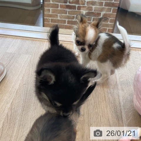 福岡県のチワワ(ロング) (ペットプラス ららぽーと福岡店/2025年11月14日生まれ/男の子/レッドホワイト)の子犬の3枚目の画像