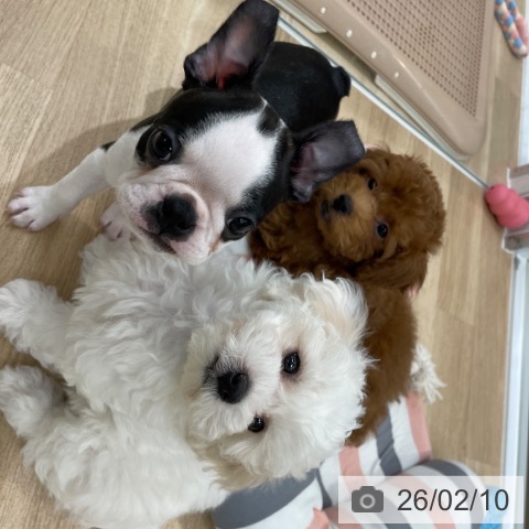 トイ・プードルの写真