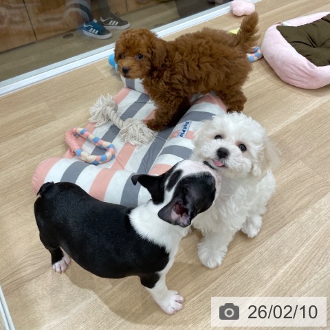 トイ・プードルの写真