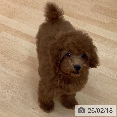 トイ・プードルの写真