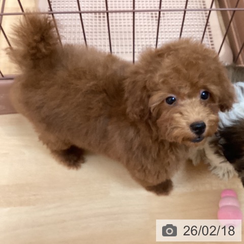 トイ・プードルの写真