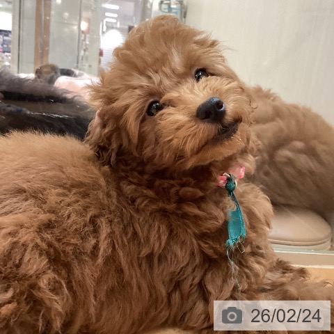 トイ・プードルの写真