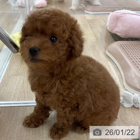 福岡県のトイプードル(トイ) (ペットプラス 八幡東店/2025年11月17日生まれ/男の子/レッド)の子犬の4枚目の画像