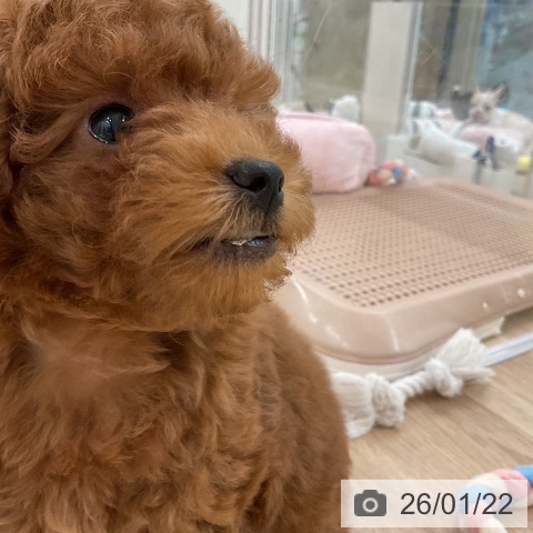 福岡県のトイプードル(トイ) (ペットプラス 八幡東店/2025年11月17日生まれ/男の子/レッド)の子犬の3枚目の画像