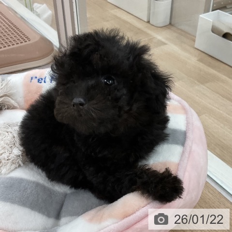 福岡県のトイプードル(トイ) (ペットプラス 八幡東店/2025年11月21日生まれ/男の子/ブリンドル)の子犬の4枚目の画像