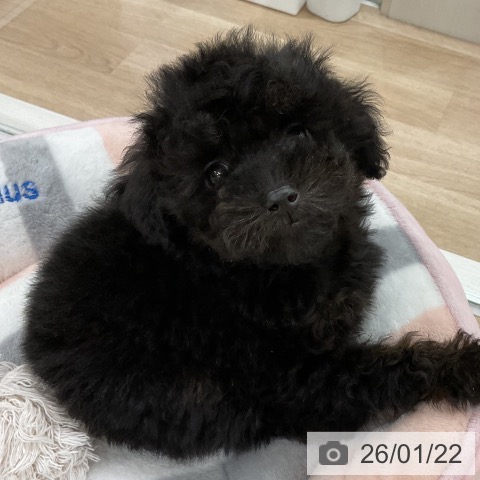 福岡県のトイプードル(トイ) (ペットプラス 八幡東店/2025年11月21日生まれ/男の子/ブリンドル)の子犬の3枚目の画像