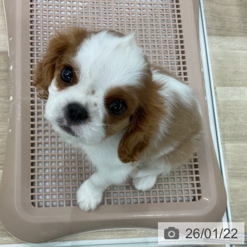 福岡県のキャバリアキングチャールズスパニエル (ペットプラス 八幡東店/2025年11月20日生まれ/男の子/ブレンハイム)の子犬の4枚目の画像