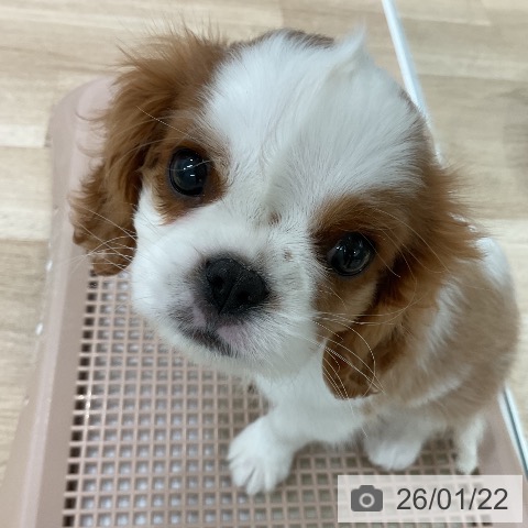 福岡県のキャバリアキングチャールズスパニエル (ペットプラス 八幡東店/2025年11月20日生まれ/男の子/ブレンハイム)の子犬の3枚目の画像