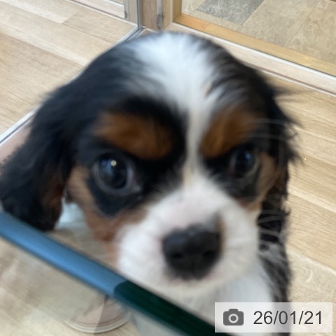 福岡県のキャバリアキングチャールズスパニエル (ペットプラス ららぽーと福岡店/2025年11月20日生まれ/女の子/トライカラー)の子犬の4枚目の画像