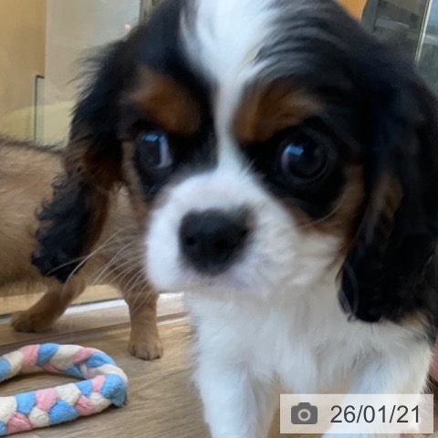 福岡県のキャバリアキングチャールズスパニエル (ペットプラス ららぽーと福岡店/2025年11月20日生まれ/女の子/トライカラー)の子犬の3枚目の画像