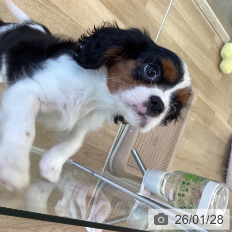 福岡県のキャバリアキングチャールズスパニエル (ペットプラス ららぽーと福岡店/2025年11月20日生まれ/女の子/トライカラー)の子犬の3枚目の画像