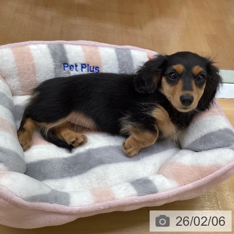 福岡県のミニチュアダックスフンド(ロング) (ペットプラス 黒崎店/2025年11月18日生まれ/女の子/ブラックタン)の子犬の4枚目の画像