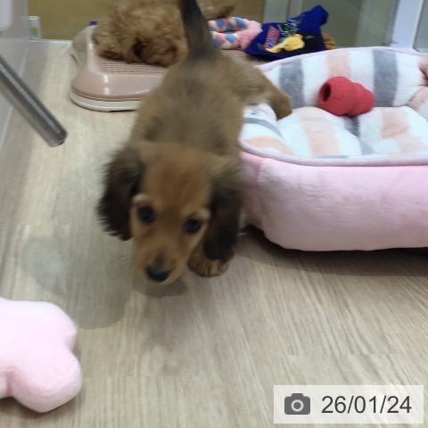 沖縄県のミニチュアダックスフンド(ロング) (ペットプラス 沖縄ライカム店/2025年11月18日生まれ/女の子/シェーデットレッド)の子犬の4枚目の画像