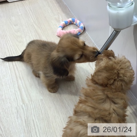 沖縄県のミニチュアダックスフンド(ロング) (ペットプラス 沖縄ライカム店/2025年11月18日生まれ/女の子/シェーデットレッド)の子犬の3枚目の画像