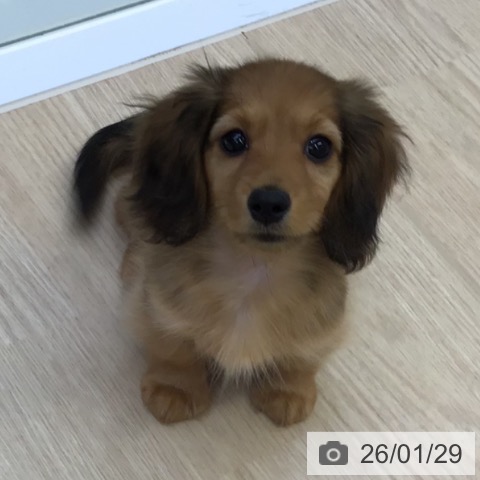 沖縄県のミニチュアダックスフンド(ロング) (ペットプラス 沖縄ライカム店/2025年11月18日生まれ/女の子/シェーデットレッド)の子犬の3枚目の画像