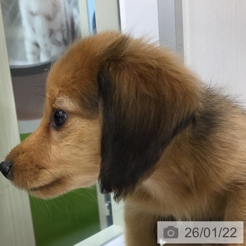 福岡県のミニチュアダックスフンド(ロング) (ペットプラス 福岡店/2025年11月18日生まれ/女の子/シェーデットレッド)の子犬の4枚目の画像