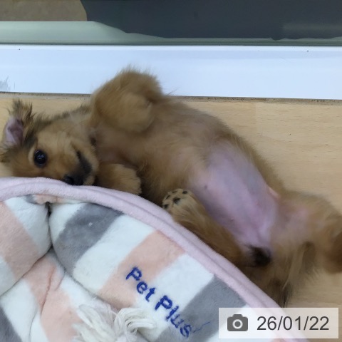 福岡県のミニチュアダックスフンド(ロング) (ペットプラス 福岡店/2025年11月18日生まれ/女の子/シェーデットレッド)の子犬の3枚目の画像