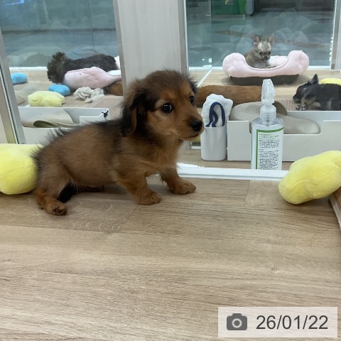 福岡県のミニチュアダックスフンド(ロング) (ペットプラス 八幡東店/2025年11月18日生まれ/女の子/シェーデットレッド)の子犬の4枚目の画像