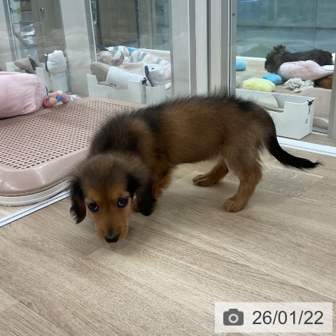 福岡県のミニチュアダックスフンド(ロング) (ペットプラス 八幡東店/2025年11月18日生まれ/女の子/シェーデットレッド)の子犬の3枚目の画像